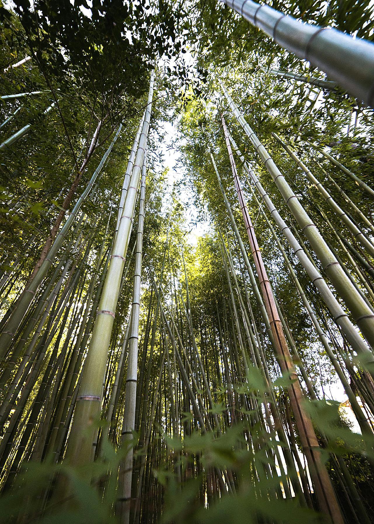 竹林高清图片景观