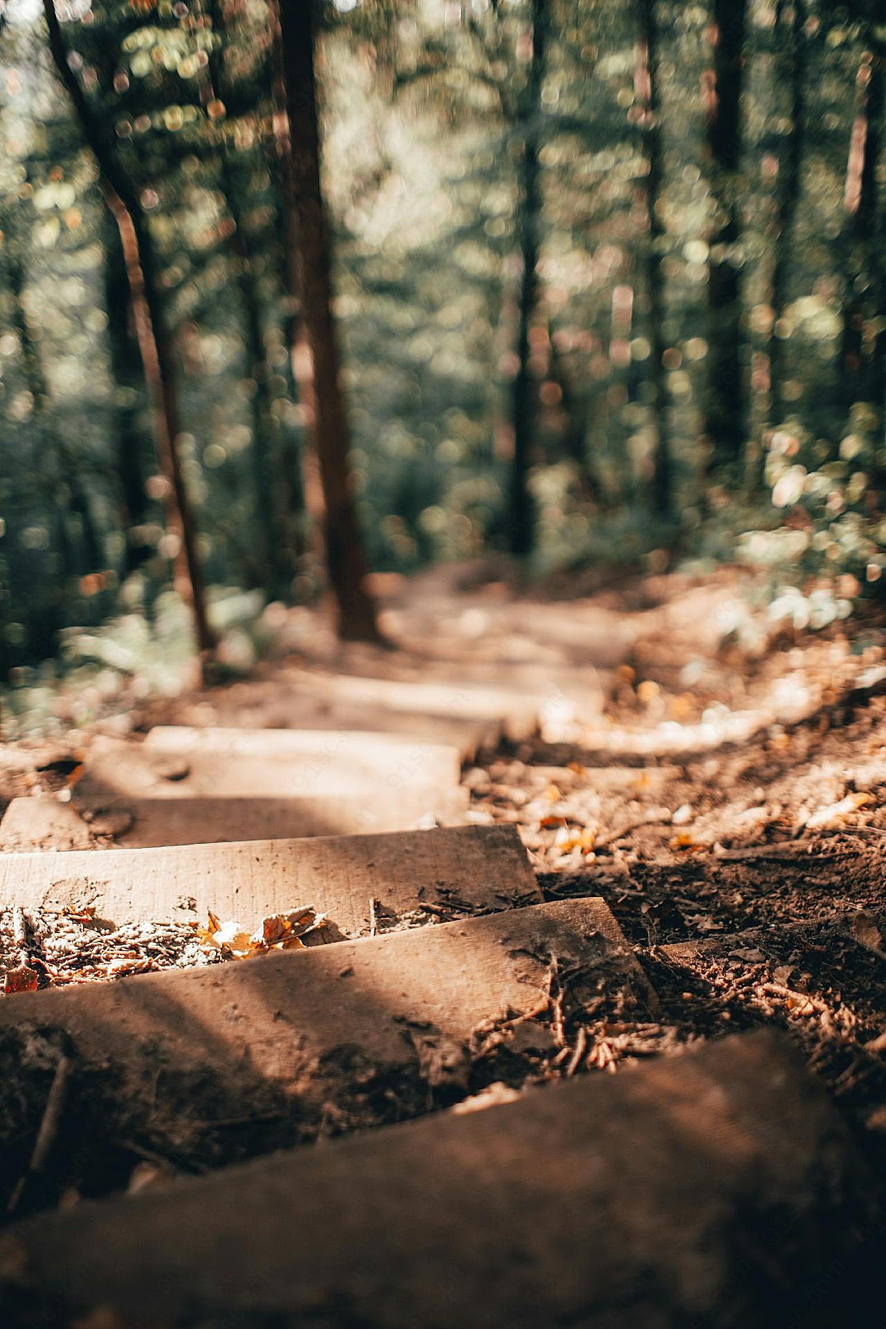 树林石阶风景图片自然风景