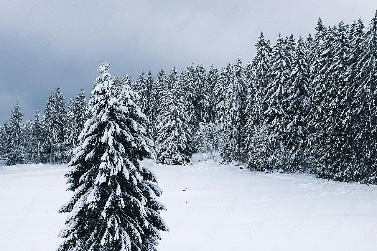 冬季松树林图片摄影风景