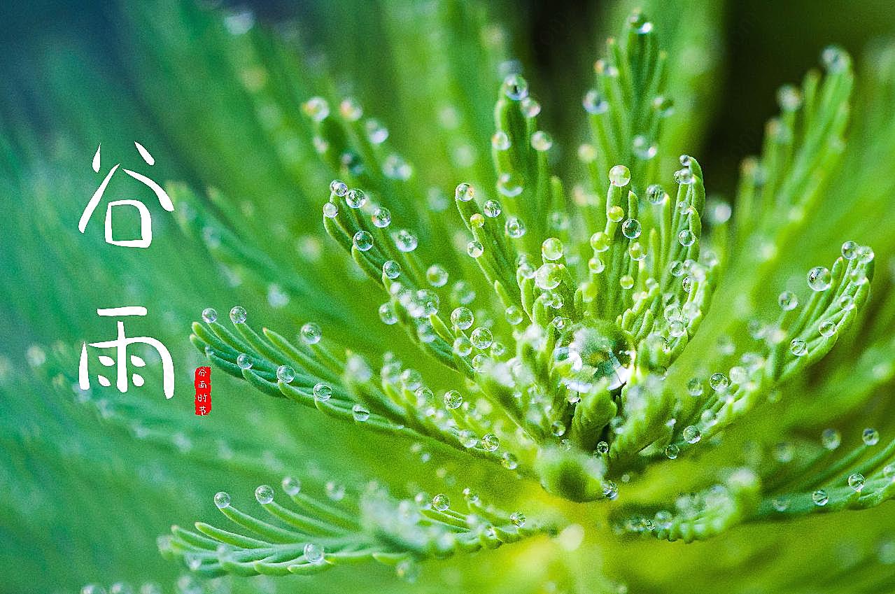 春天谷雨时节图片摄影高清