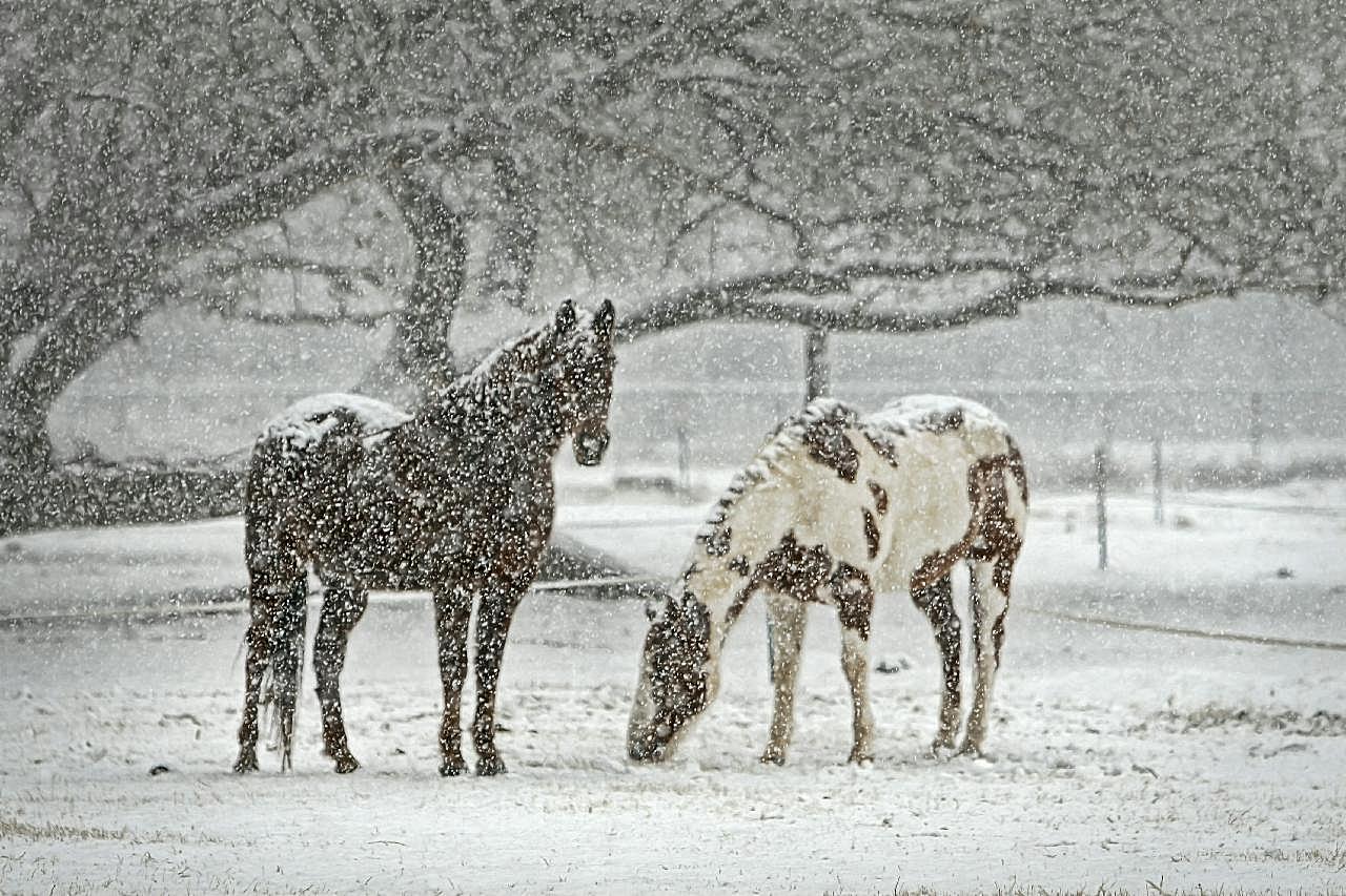 雪中儿图片马