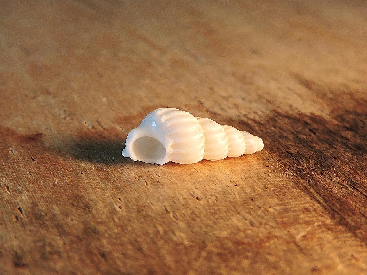 小海螺图片海洋生物