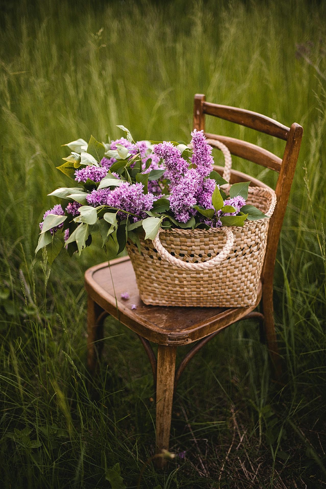 草丛椅子图片摄影
