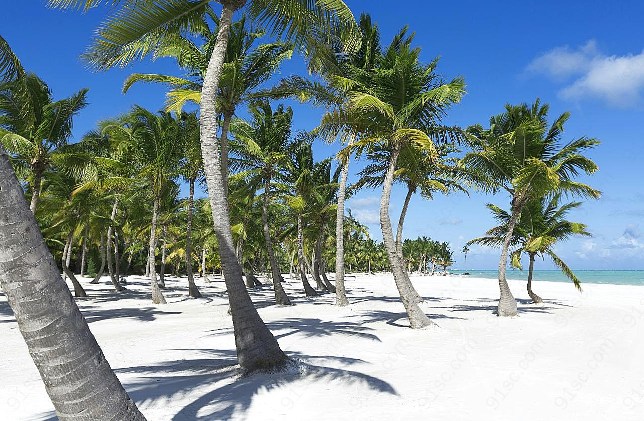 海边沙滩椰子树图片自然