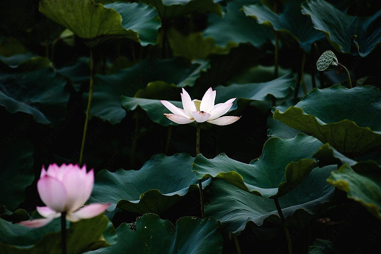 莲花图片摄影