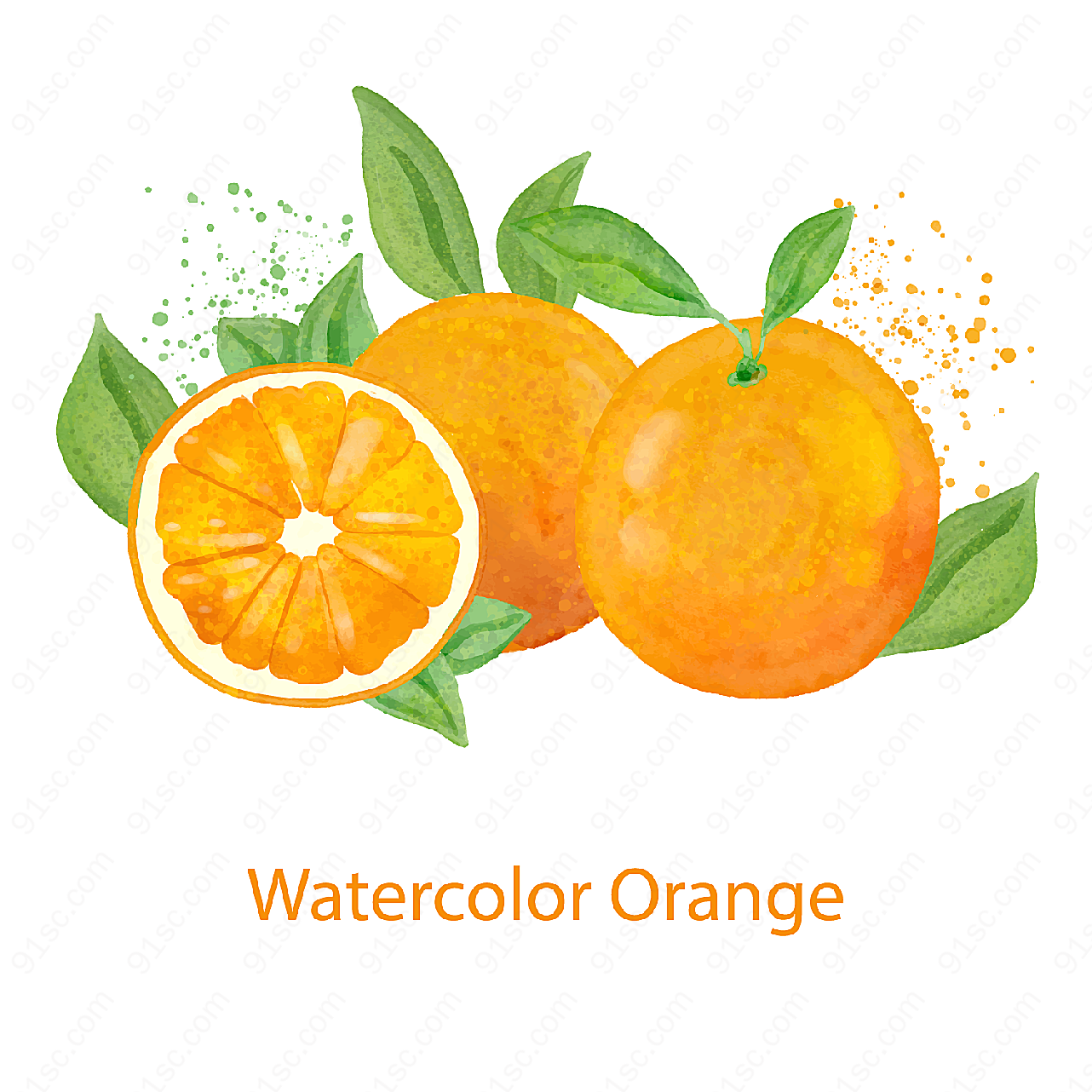 彩绘新鲜橙子矢量水果