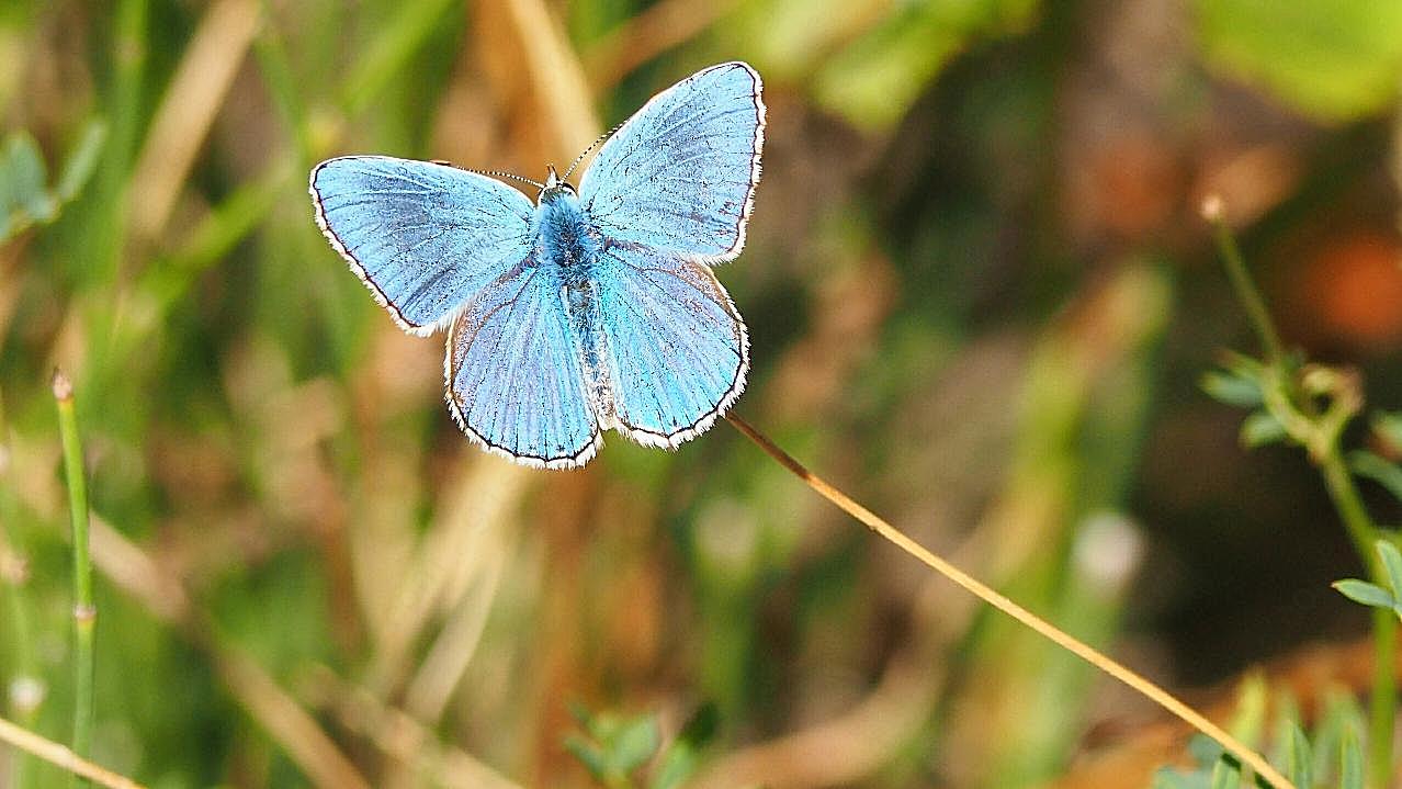 美丽蓝图片蝴蝶