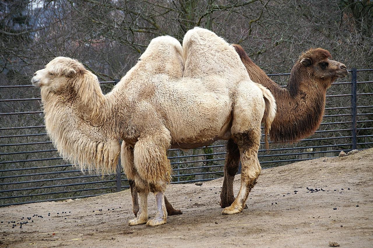 动物园骆驼观赏图片摄影高清