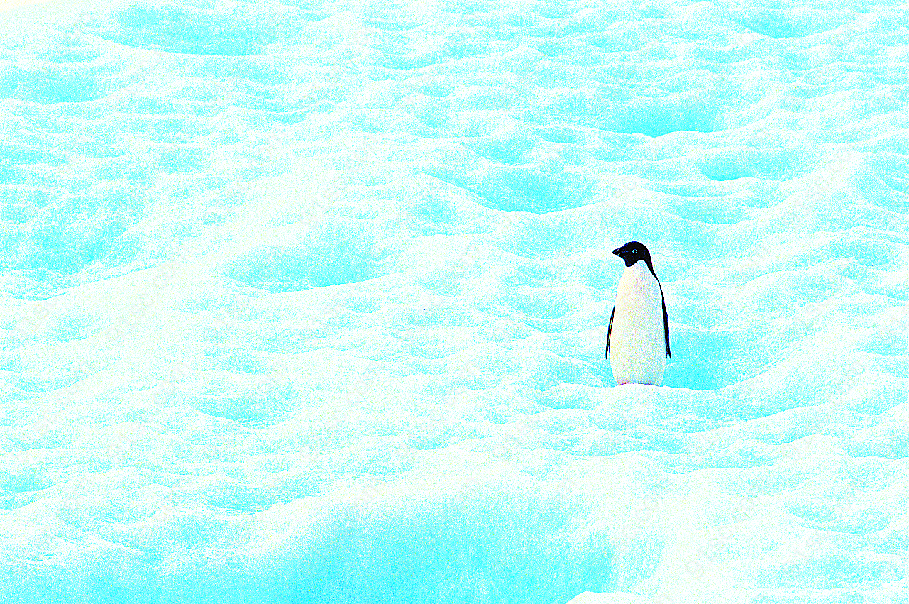 雪地帝企鹅图片摄影高清