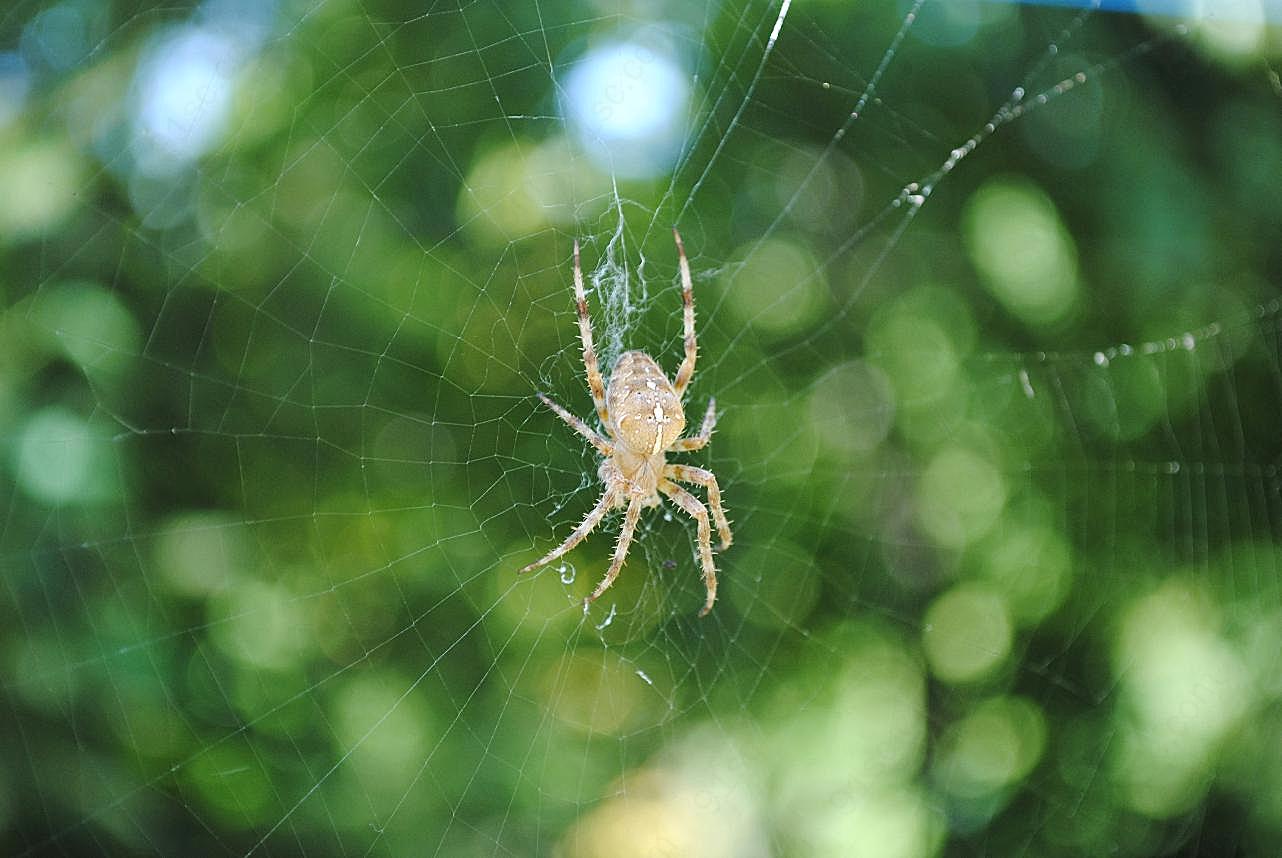 蜘蛛网蜘蛛图片素材昆虫