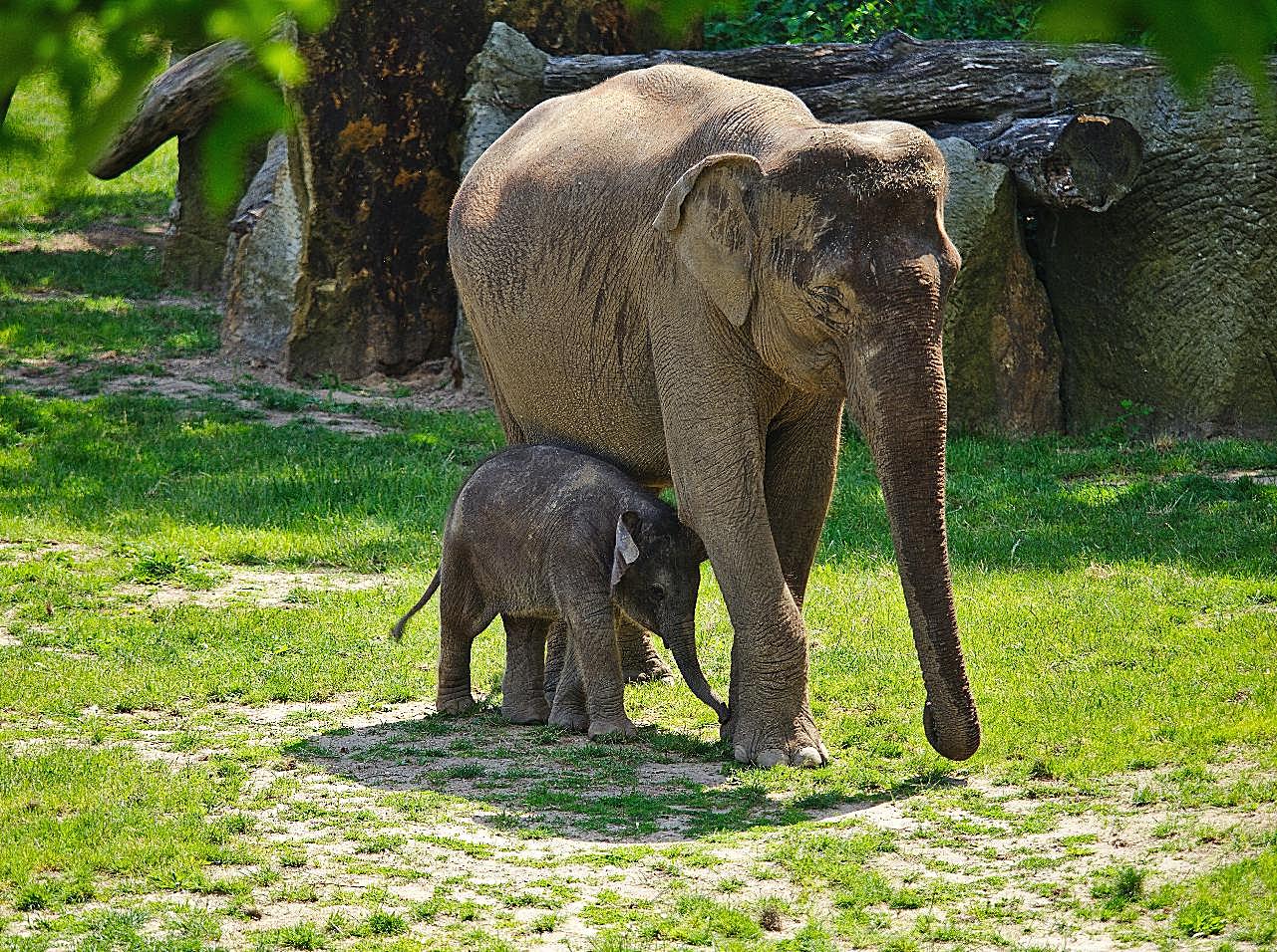 行走的大象小象图片动物图片