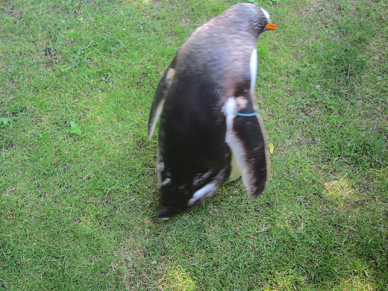 企鵝高清图片下载动物图片
