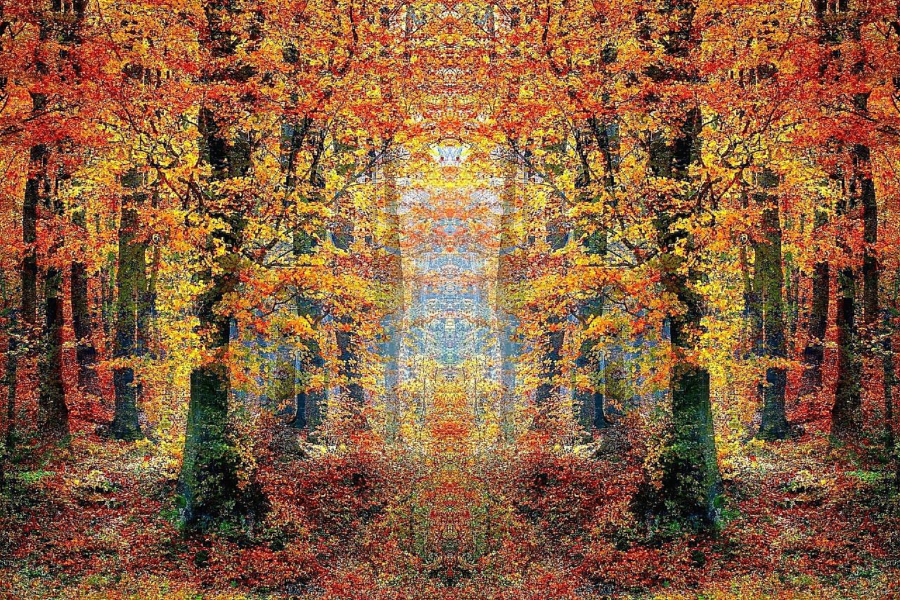 秋天森林图片树林
