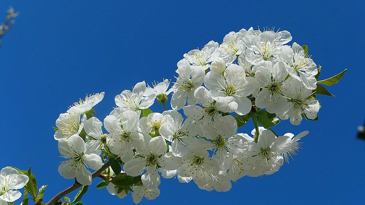 枝洁白图片樱花