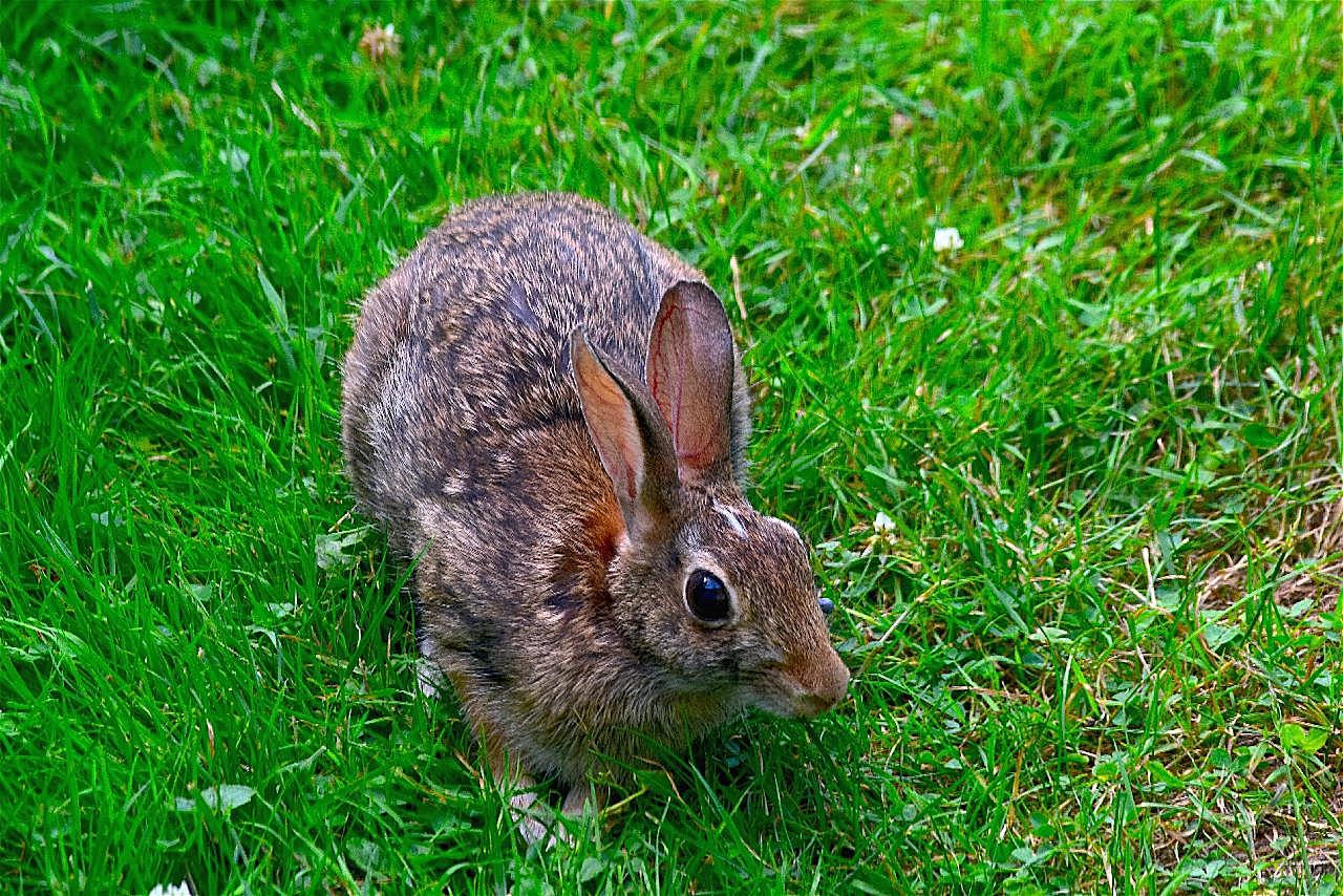 可爱野兔子图片高清摄影