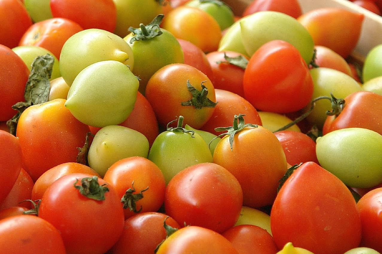 转基因小番茄图片蔬菜