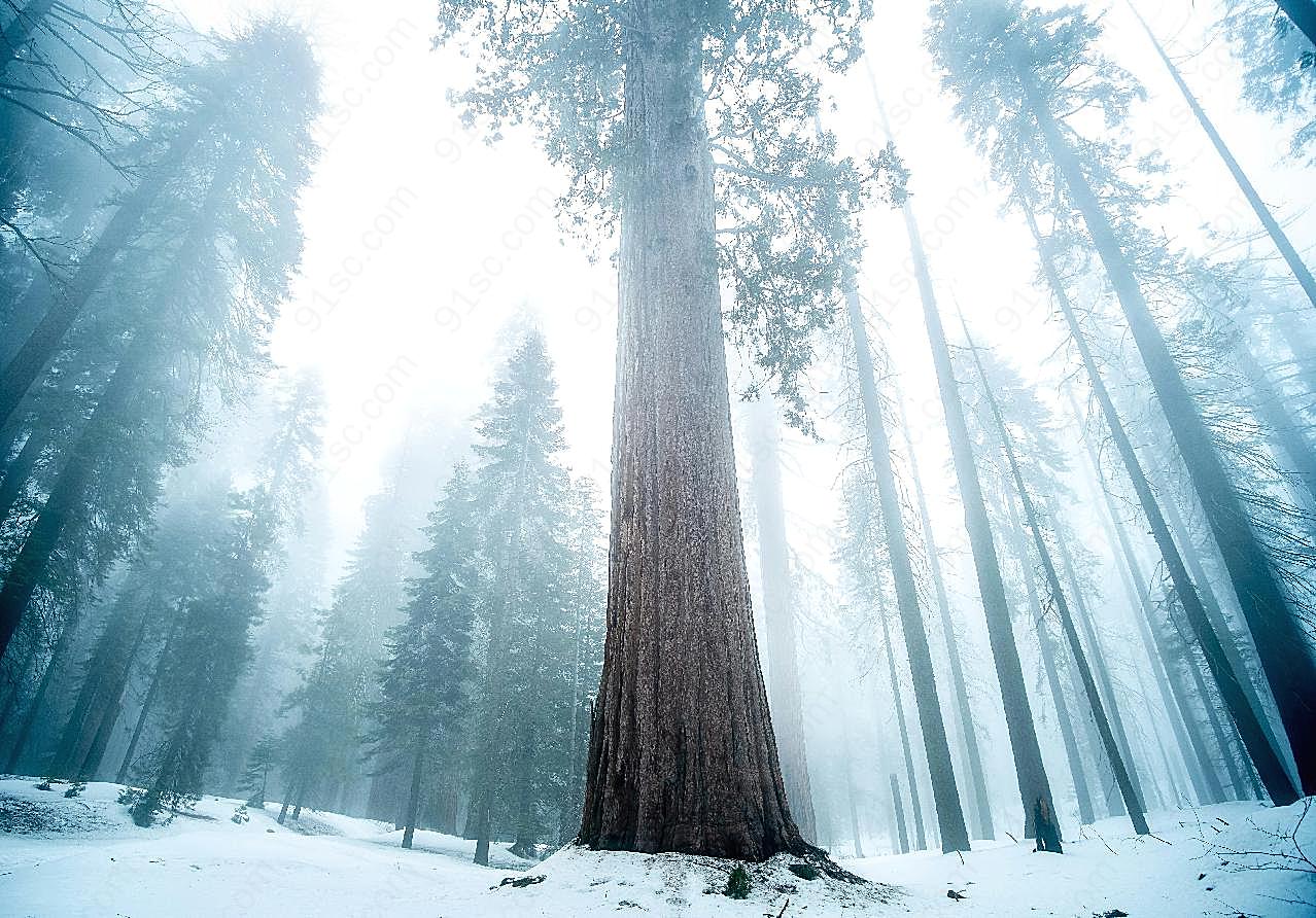 高大树木晨雾风景图片摄影高清
