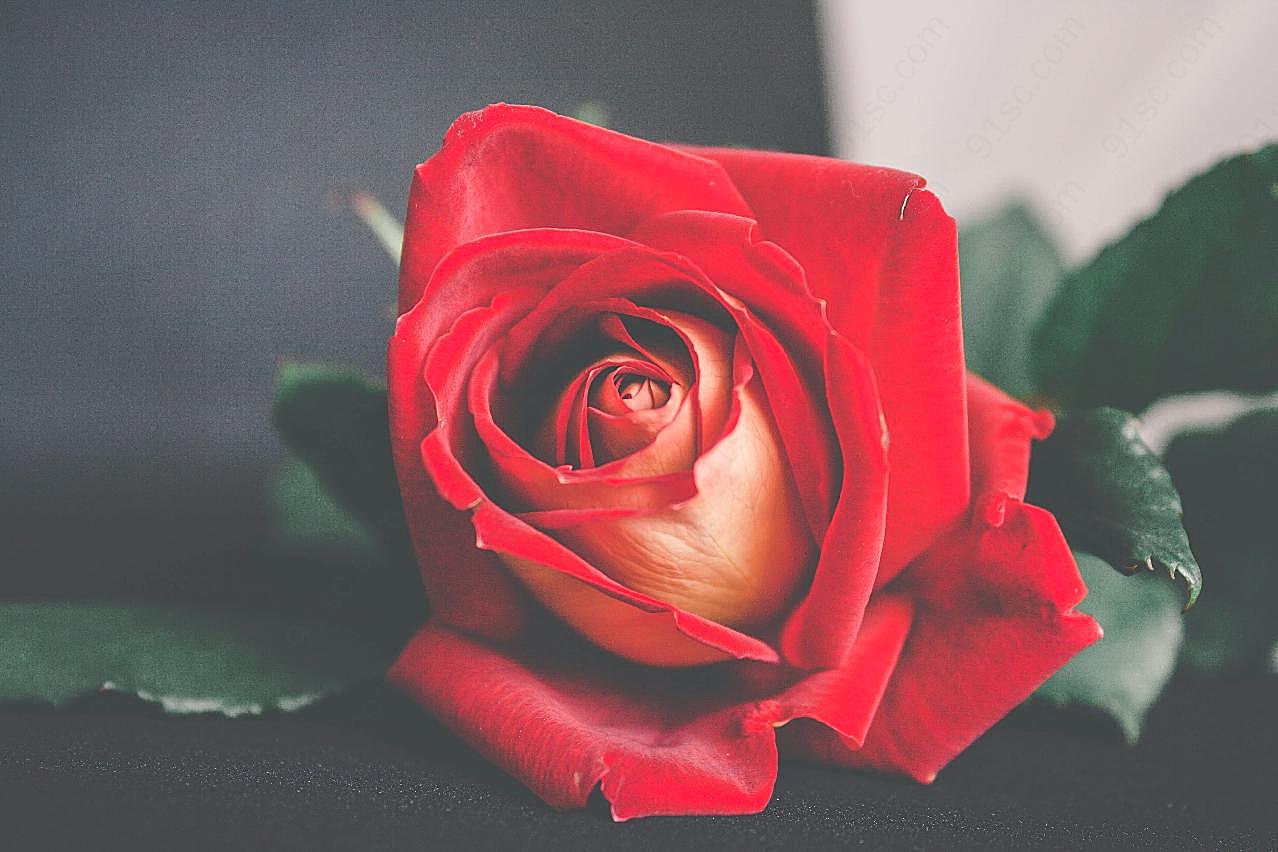 漂亮红玫瑰图片玫瑰花