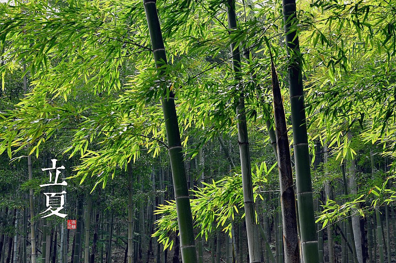立夏竹林图片自然风景
