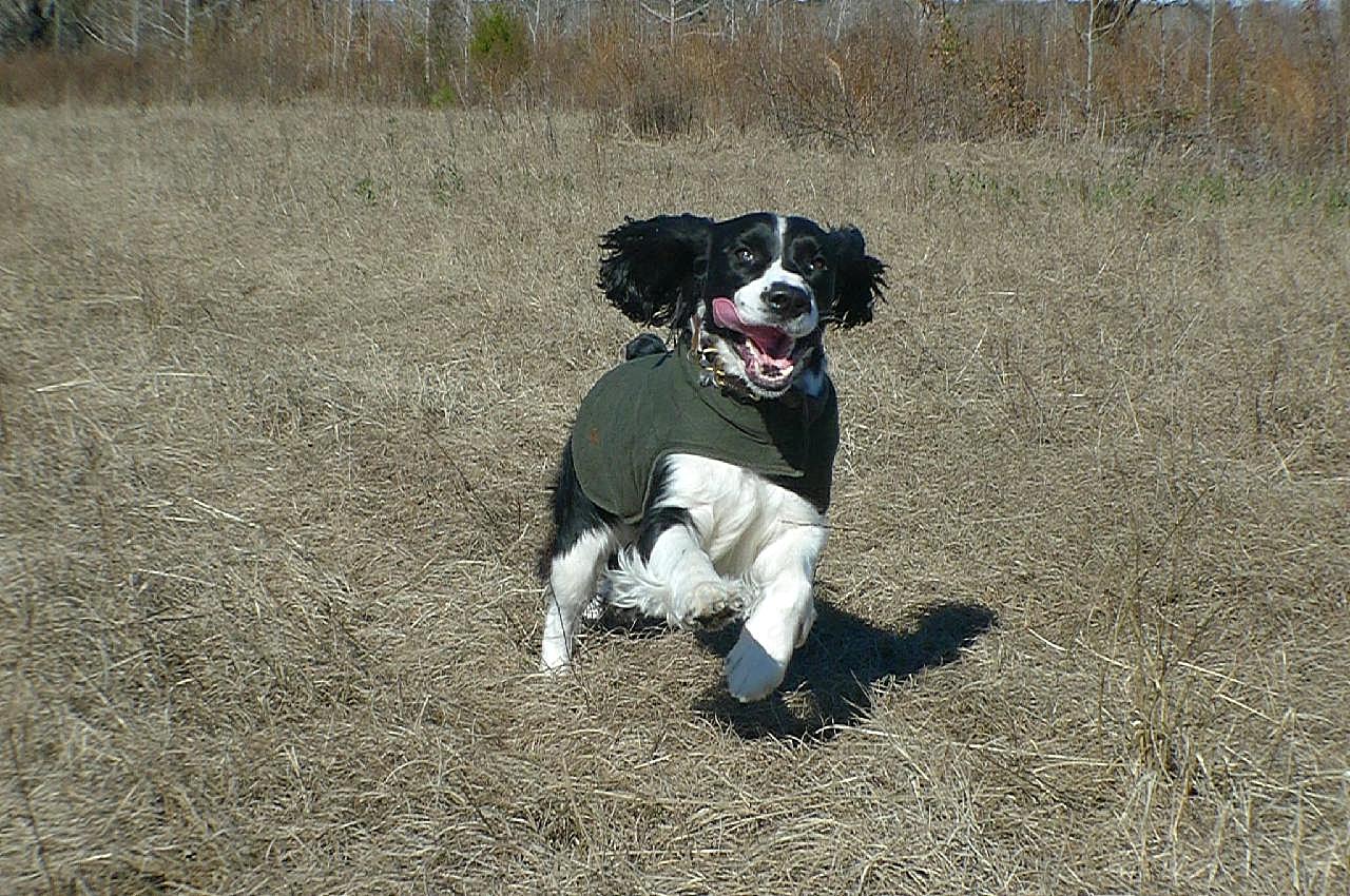 奔跑的史宾格犬图片摄影