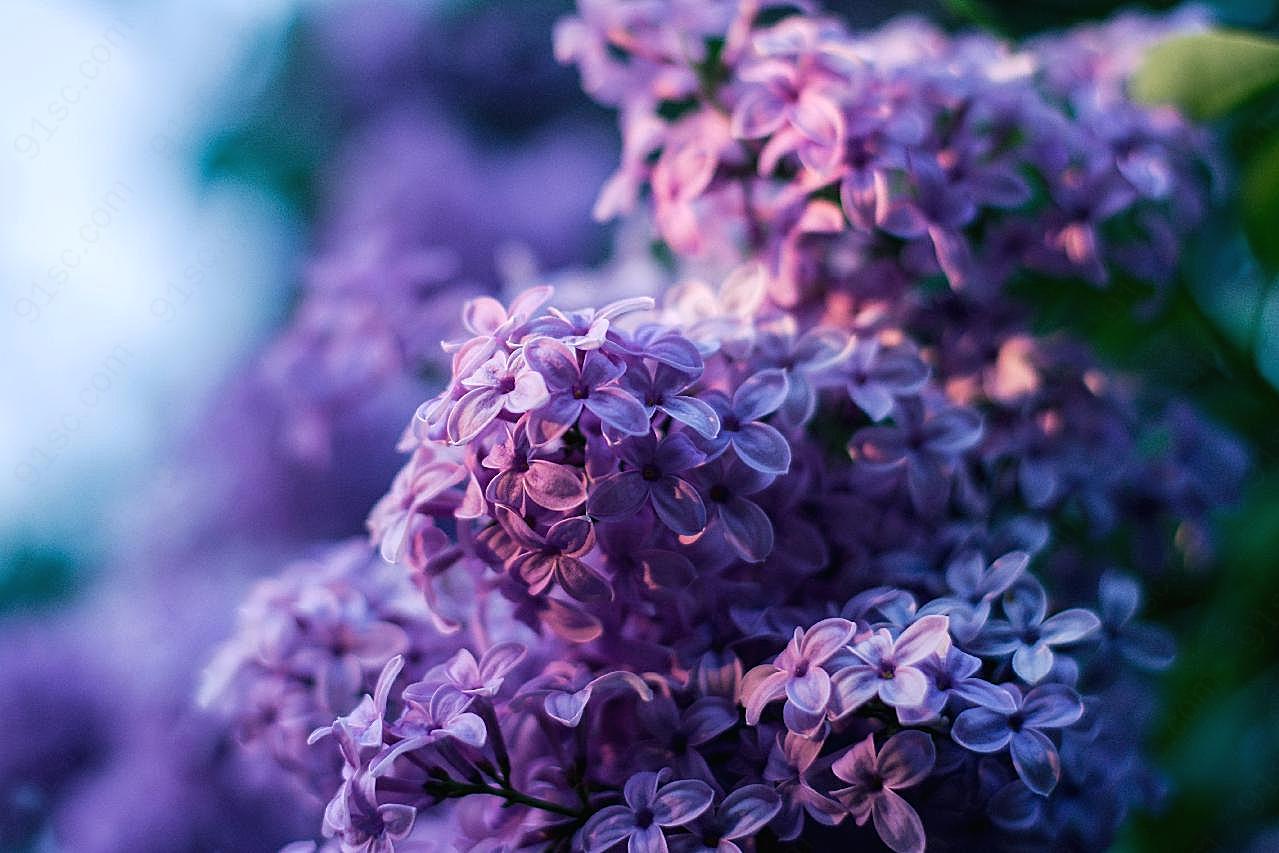 唯美紫丁香图片摄影高清