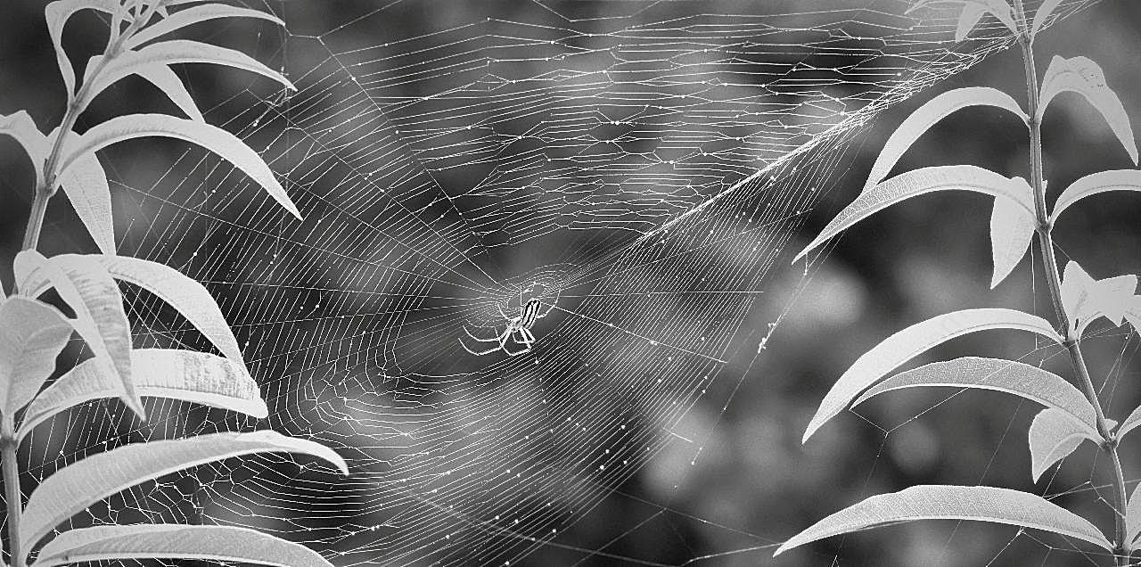 蜘蛛织网黑白图片昆虫