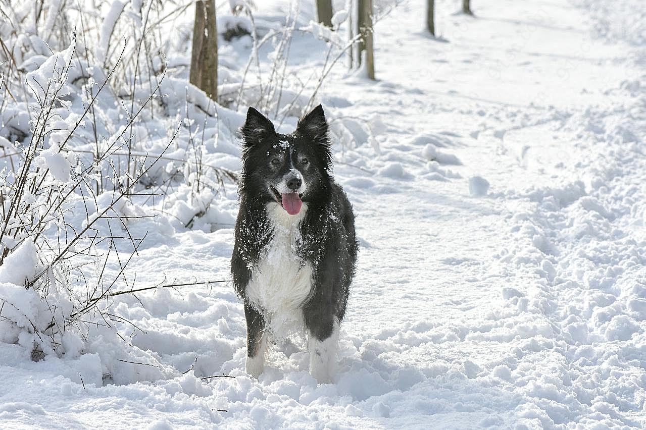 雪地宠物图片狗