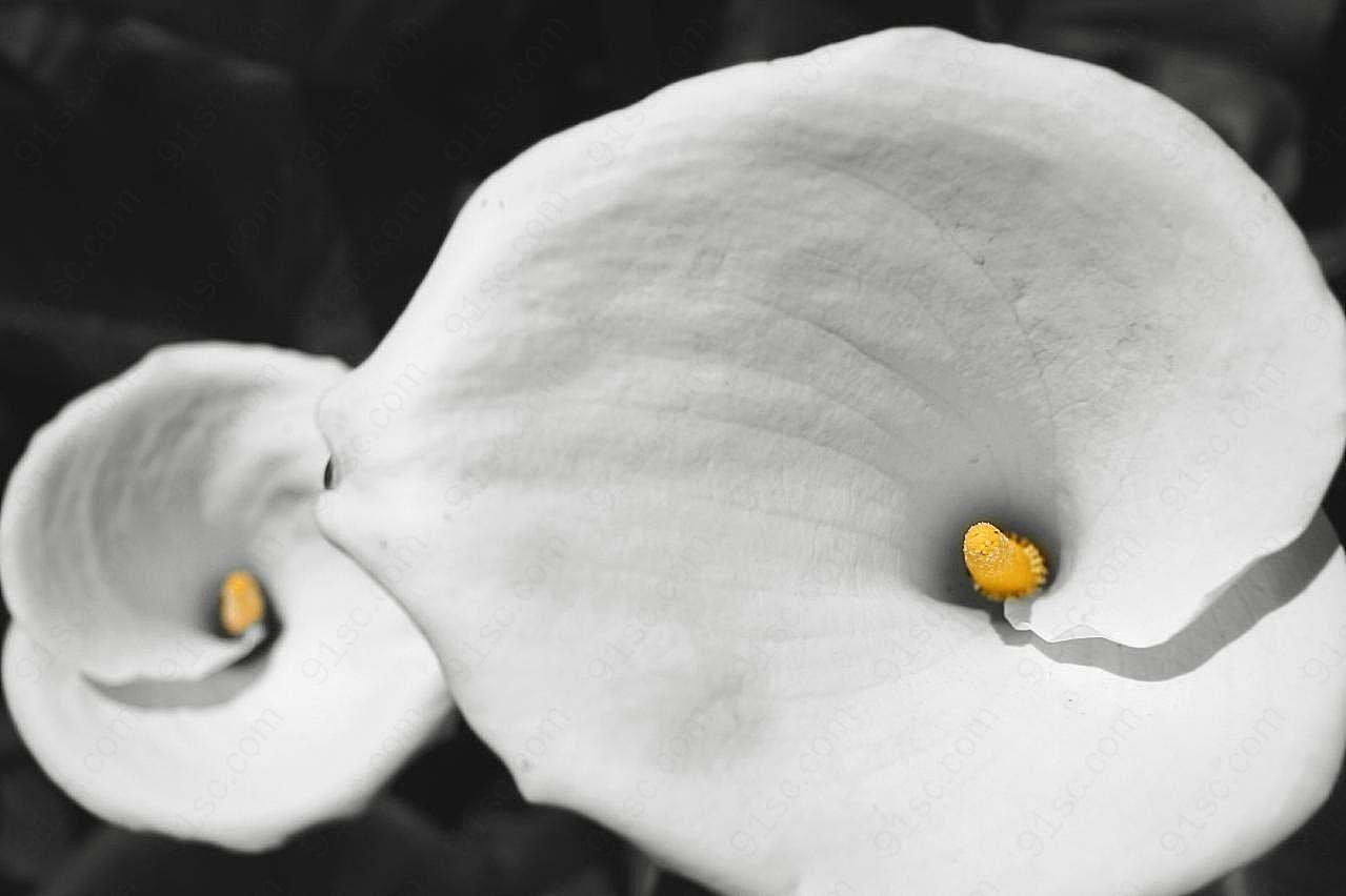 马蹄莲的图片下载花卉