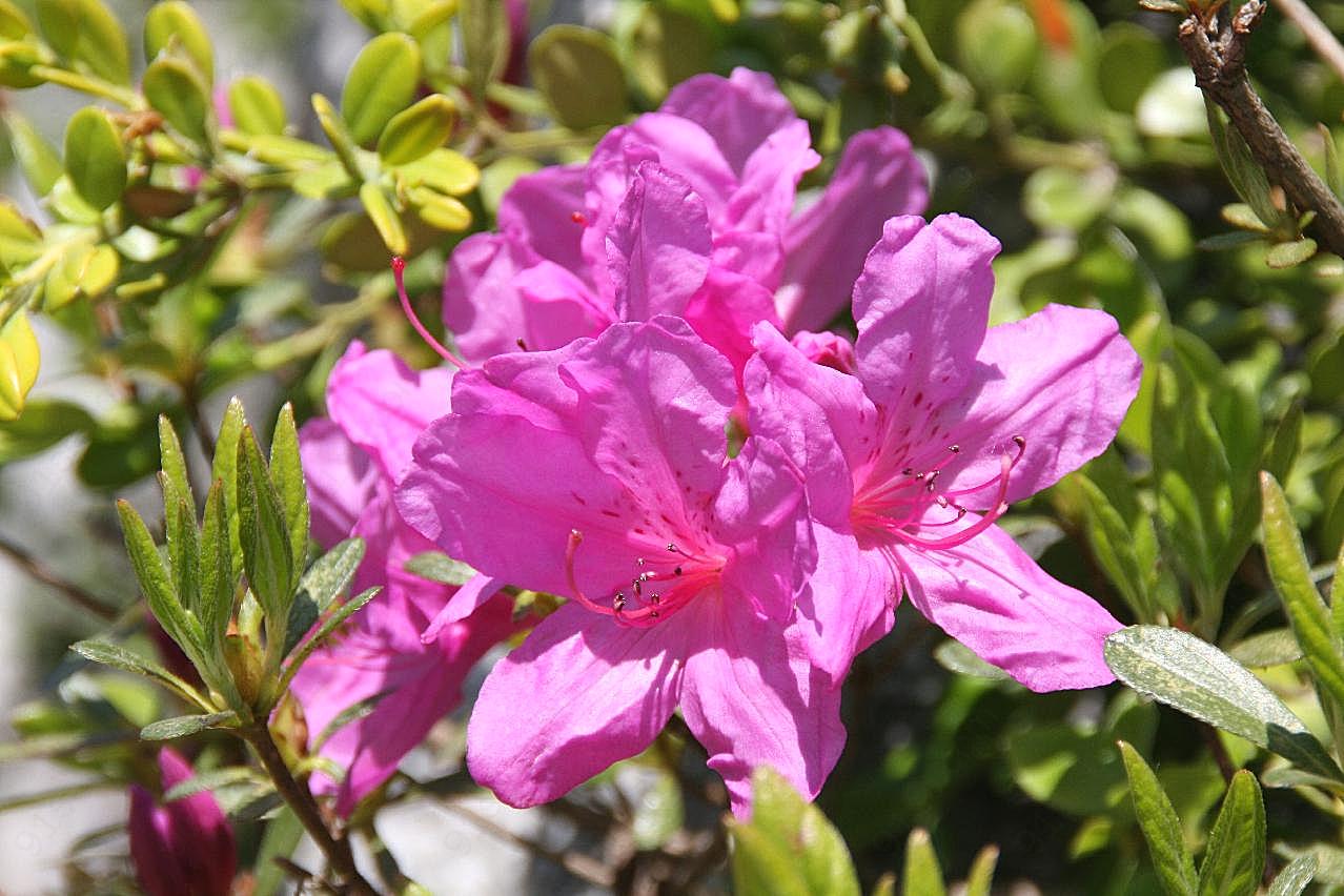 灿烂杜鹃花摄影图片高清