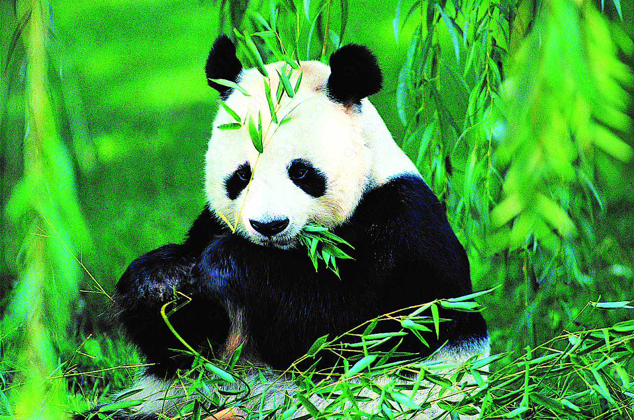竹林熊猫图片下载动物图片