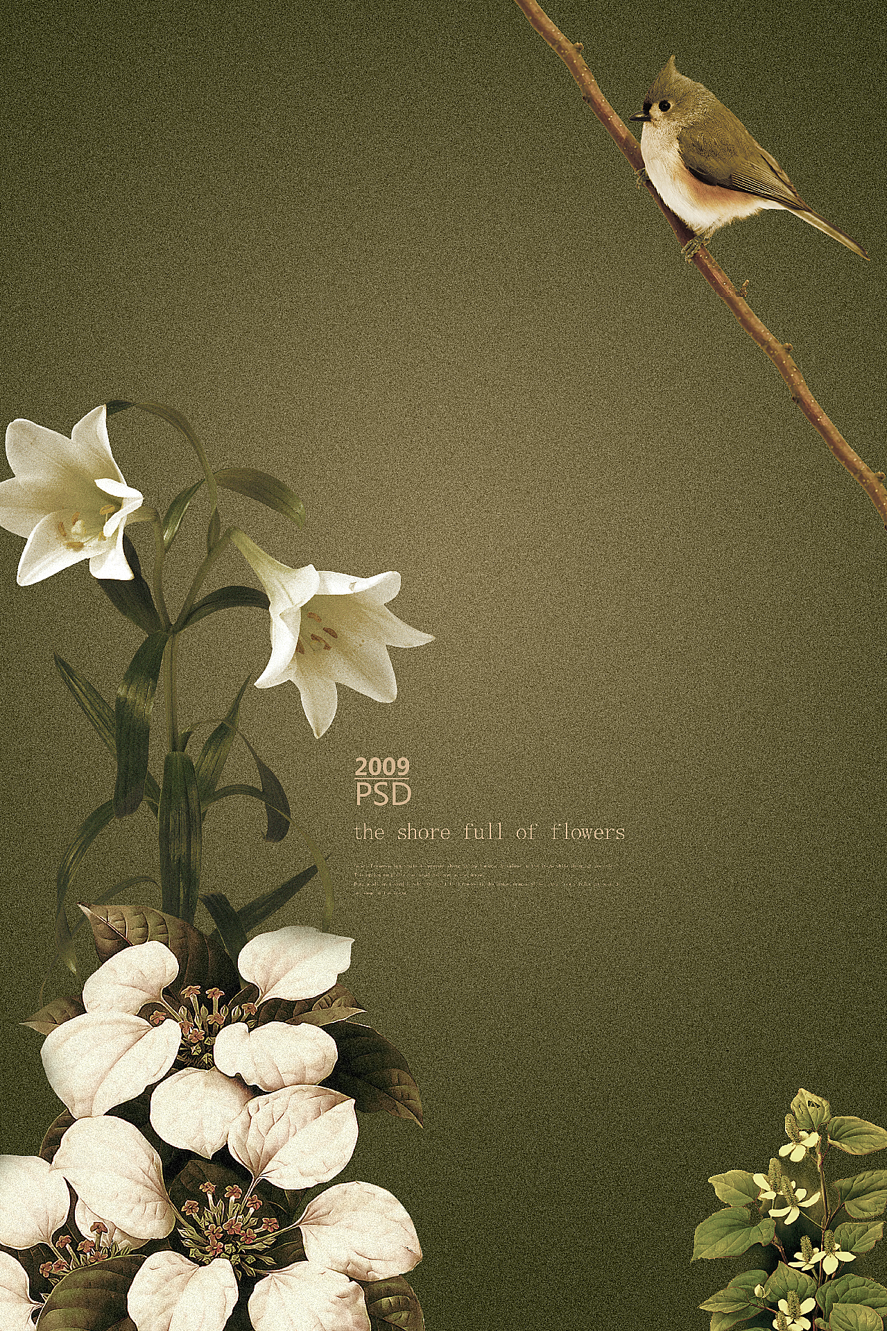 百合花生物摄影