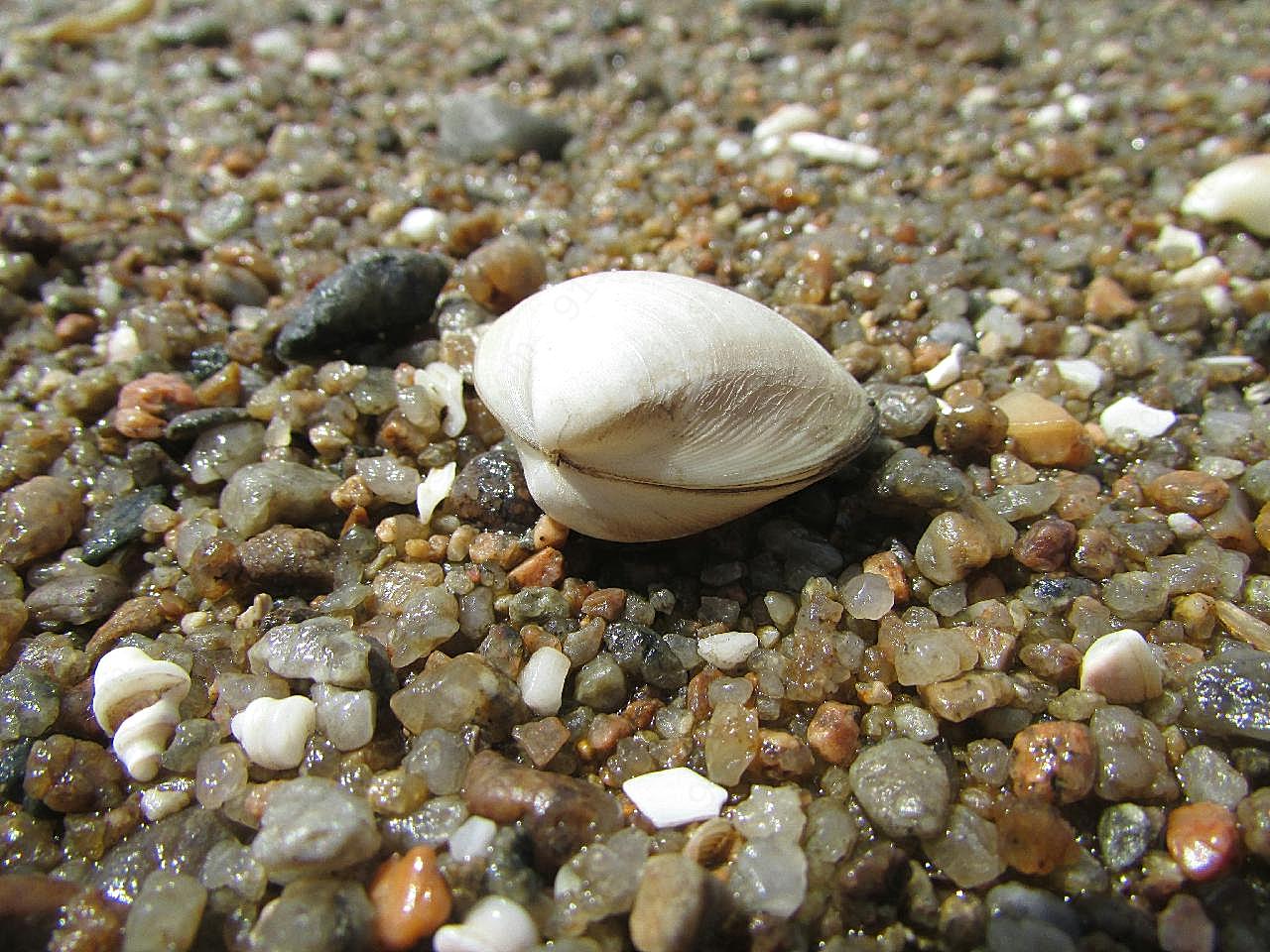 海滩贝壳图片高清摄影