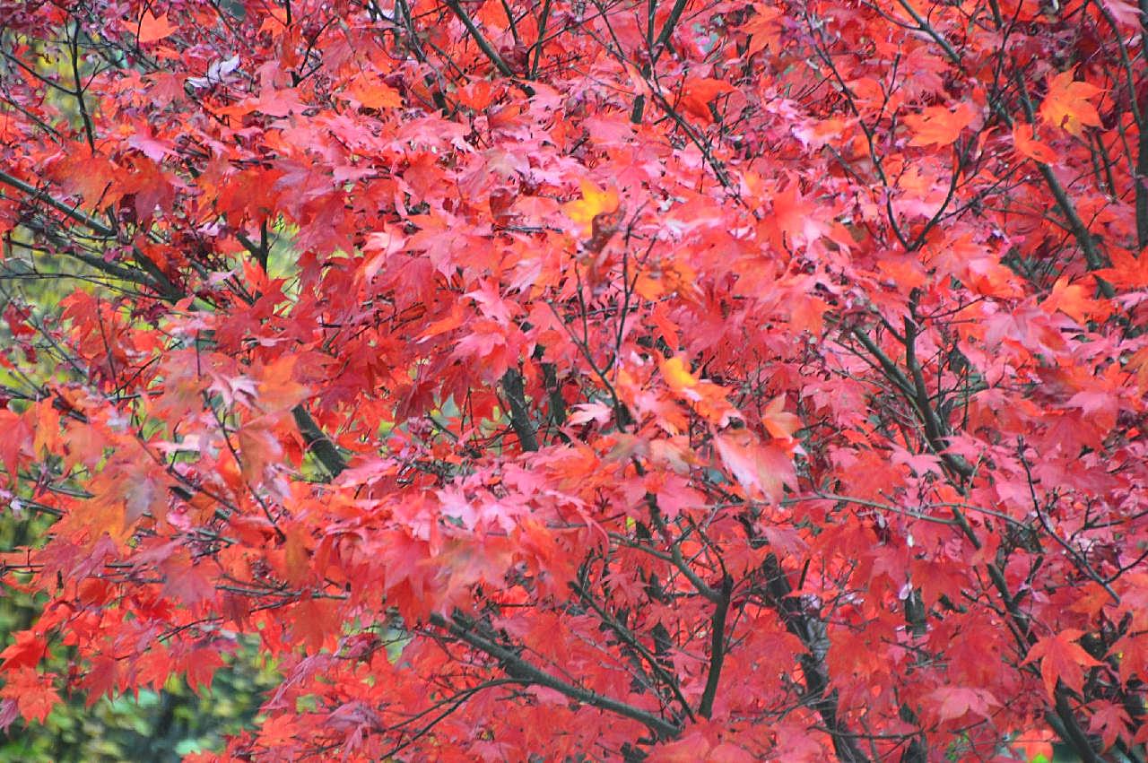树木红图片枫叶