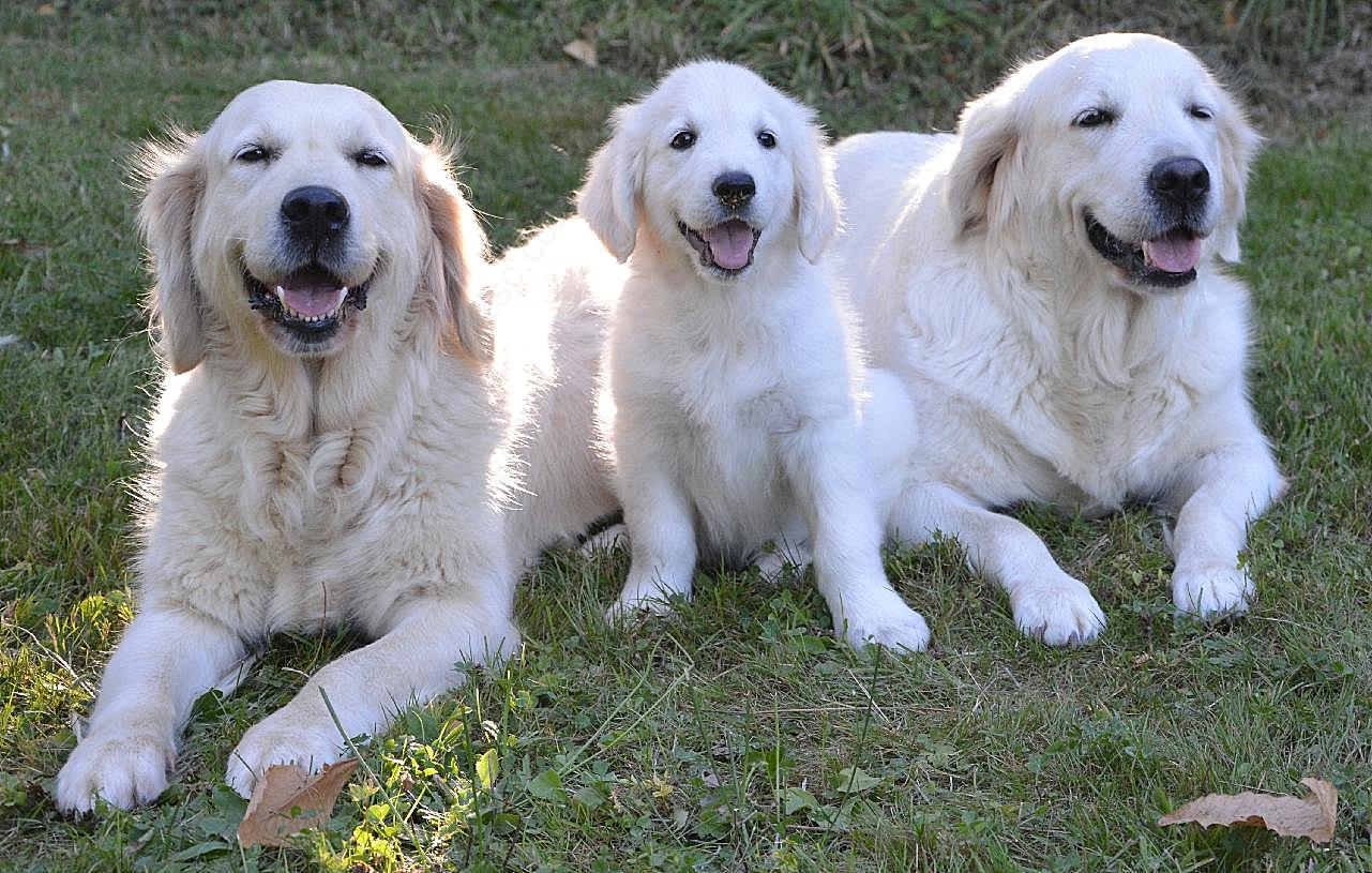 三只金毛猎犬图片狗