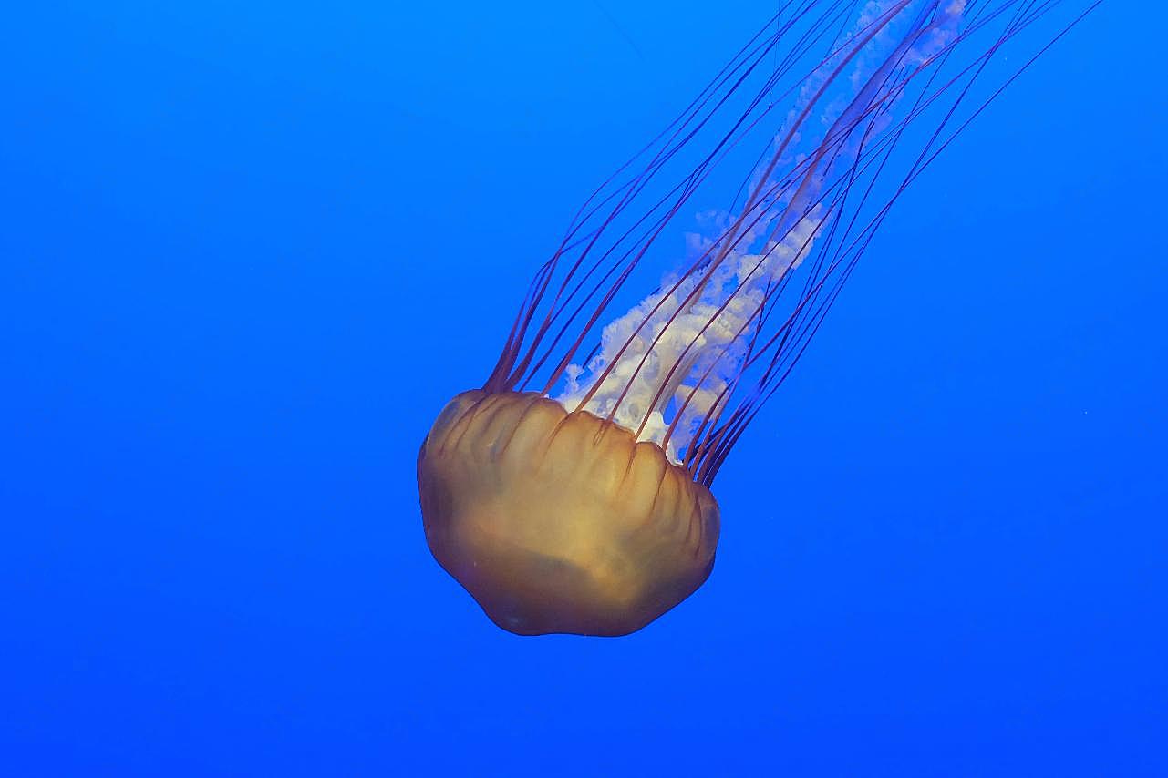 观赏水族馆海蜇图片海洋生物
