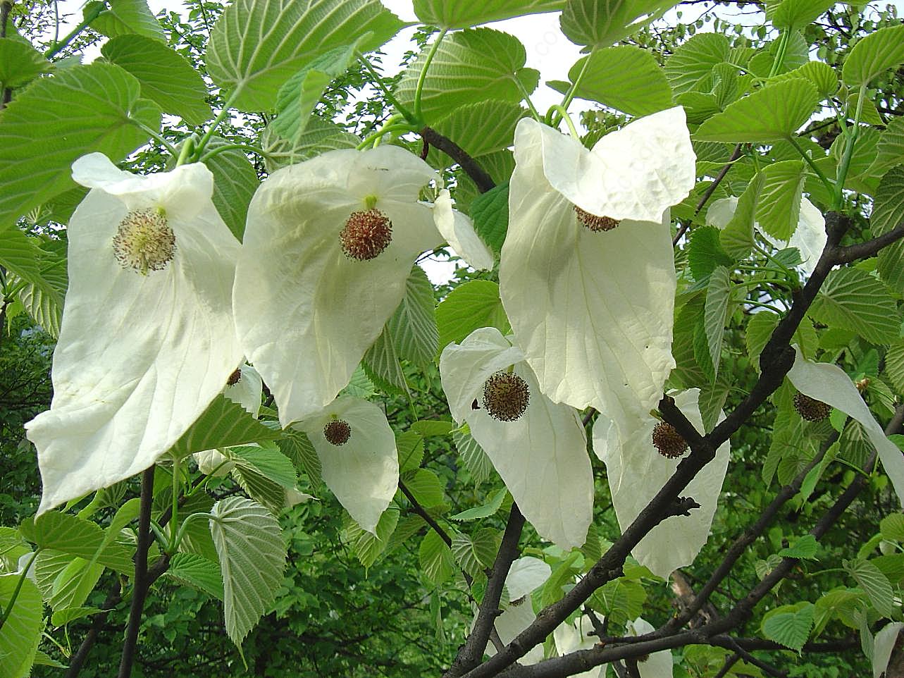 珙桐鲜花图片高清