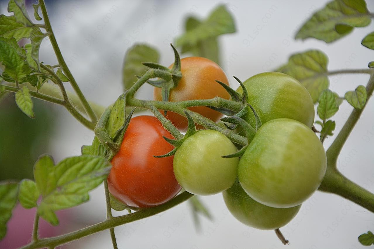 新鲜番茄西红柿图片生物高清