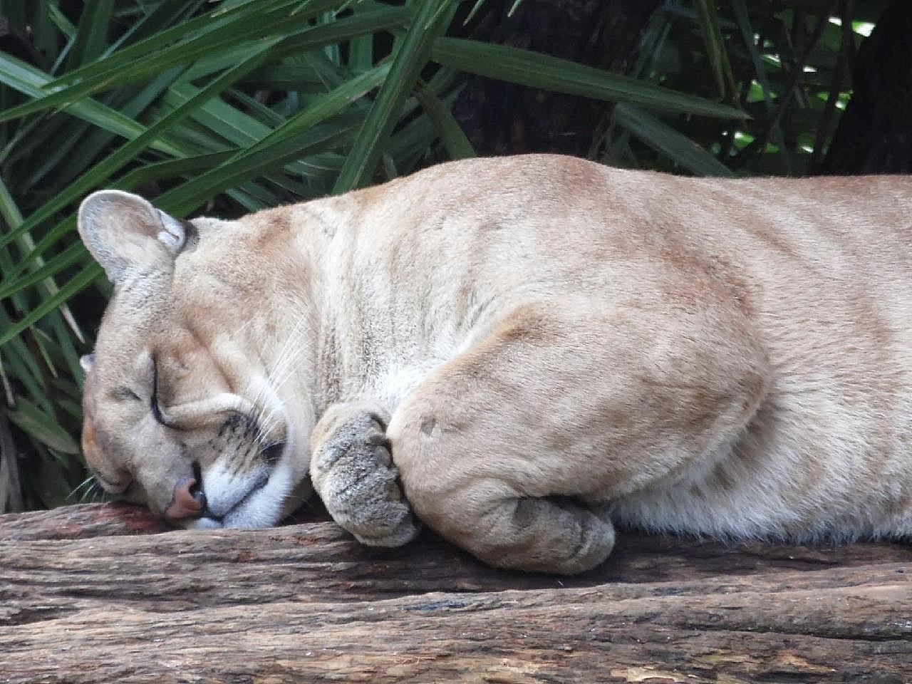 睡觉中的母狮子图片高清