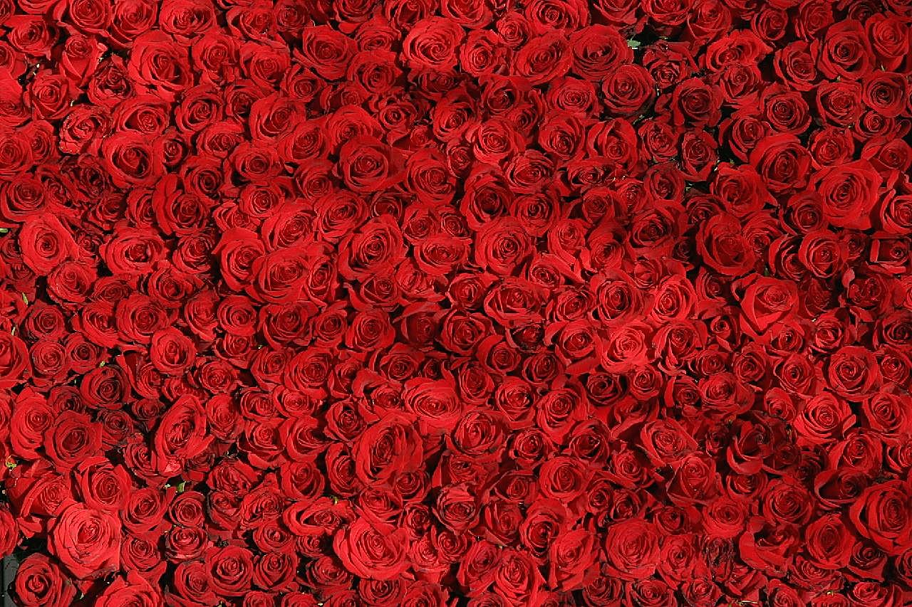 满屏红图片玫瑰花