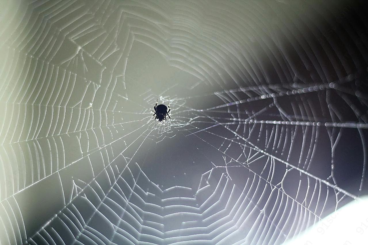 蜘蛛结网图片生物