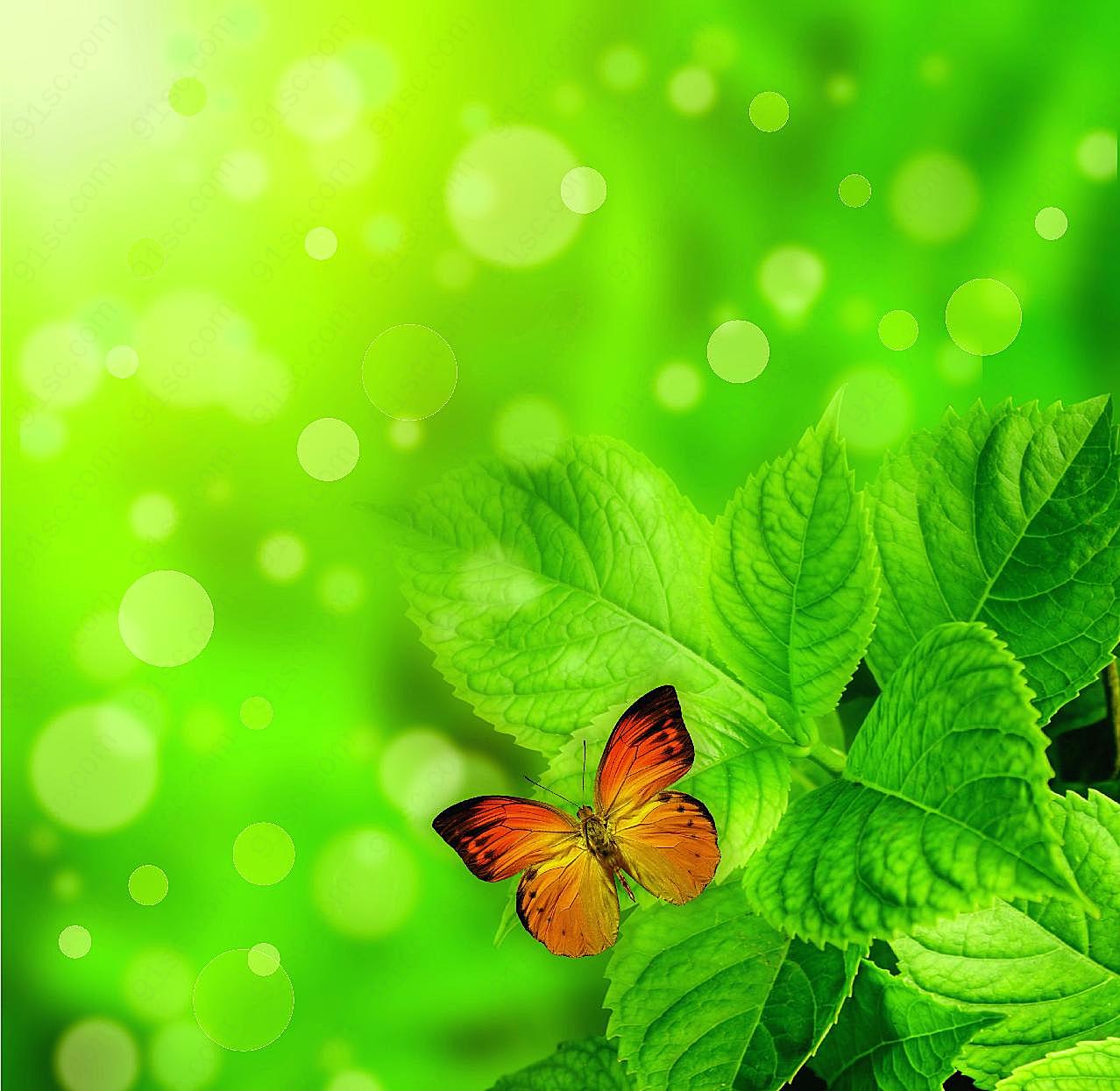高清绿叶图片蝴蝶