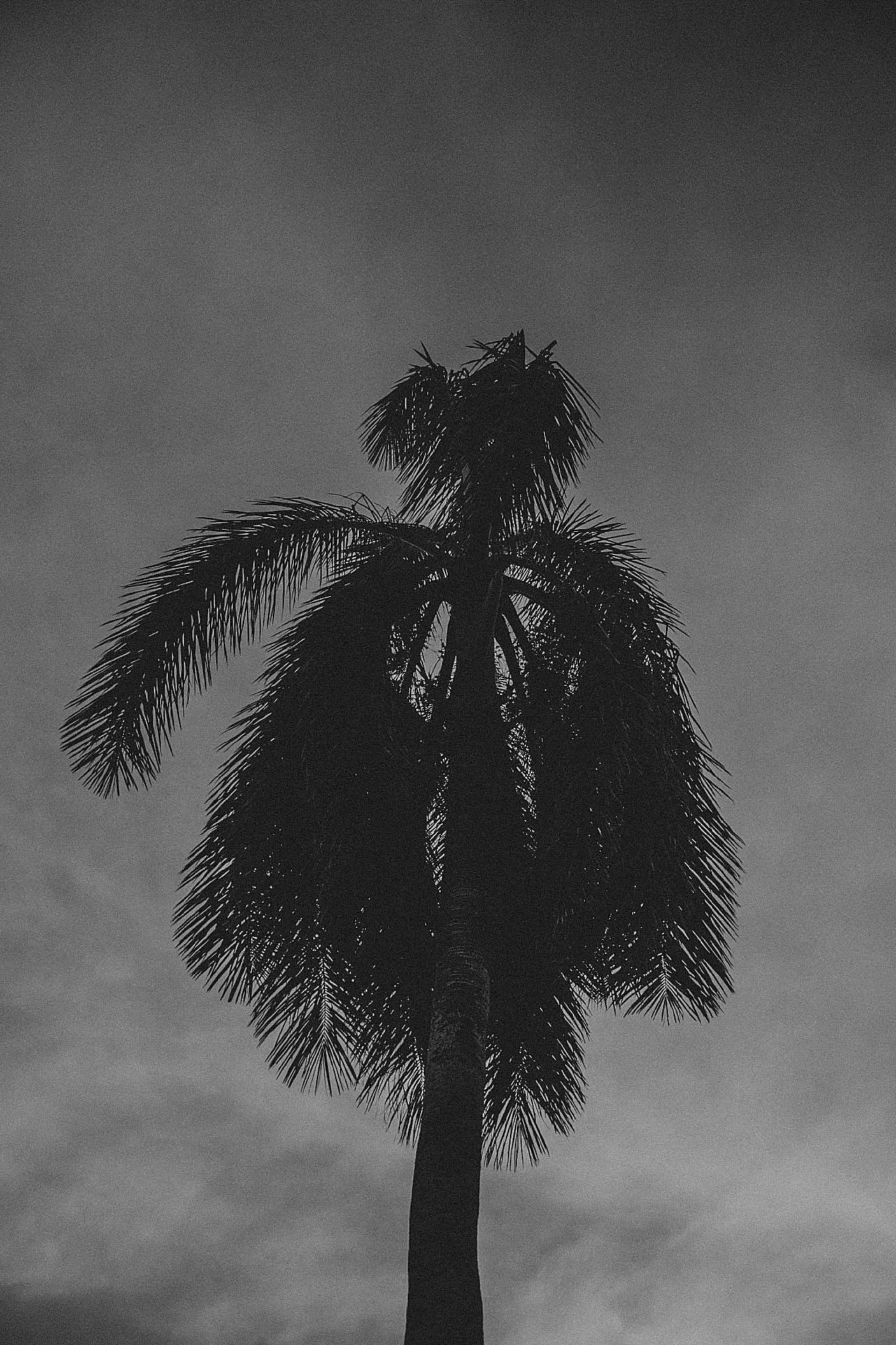椰子树剪影图片摄影高清
