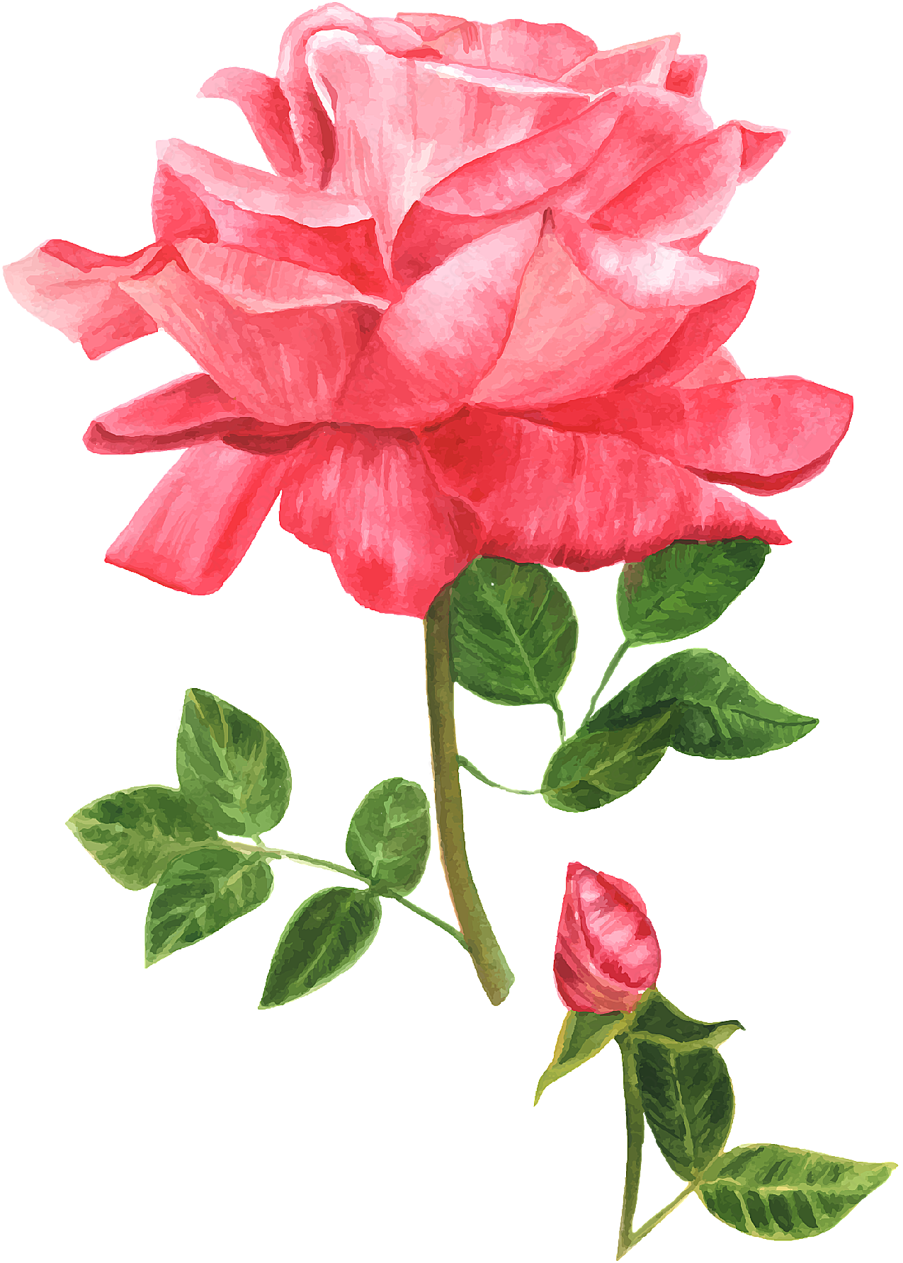 彩绘玫瑰花设计矢量花草树木