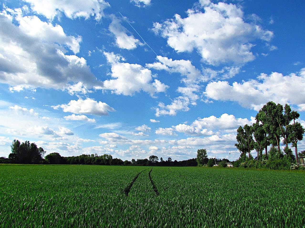 蓝天下绿稻田风景图片自然