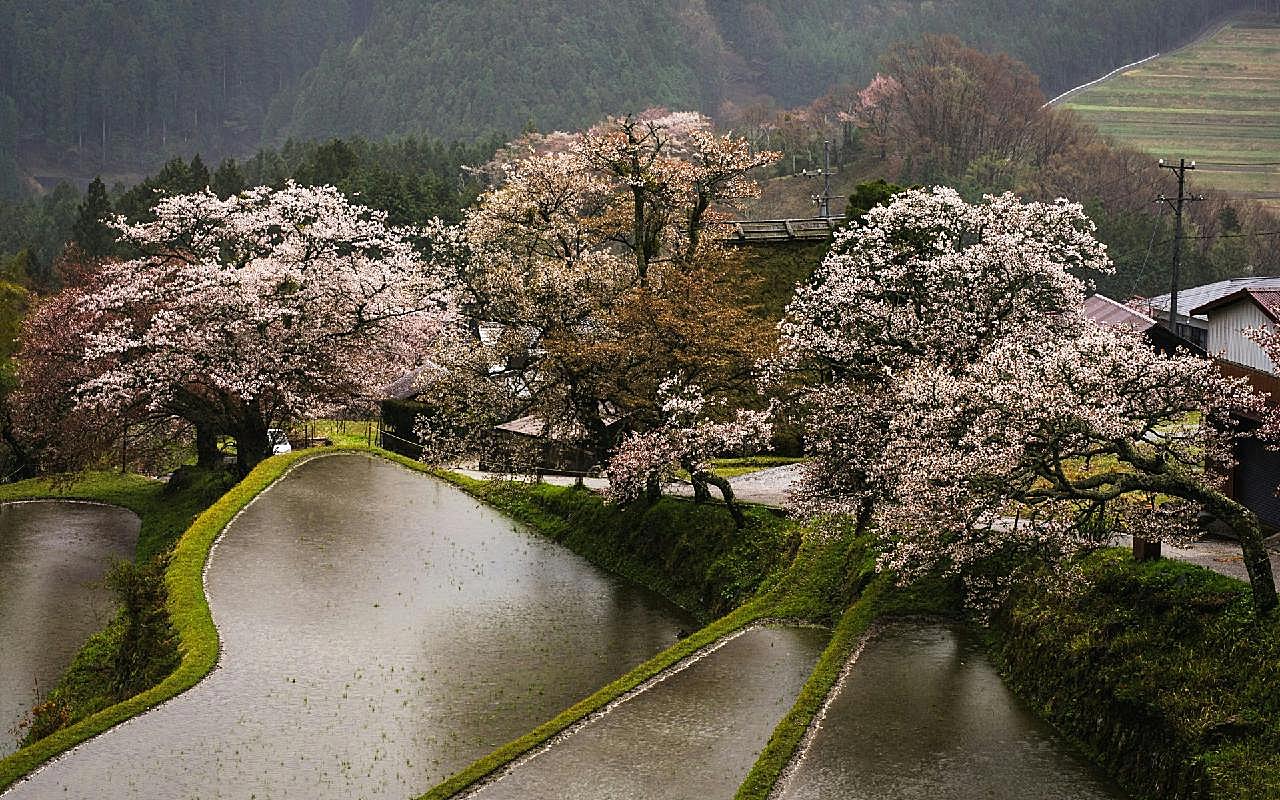 乡村树林梯田风景图片摄影