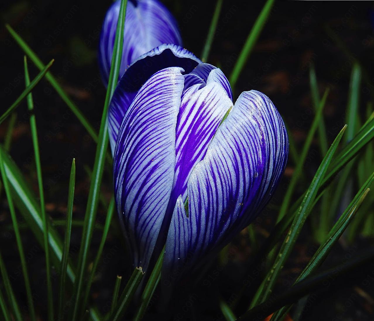 藏红花高清图片花卉