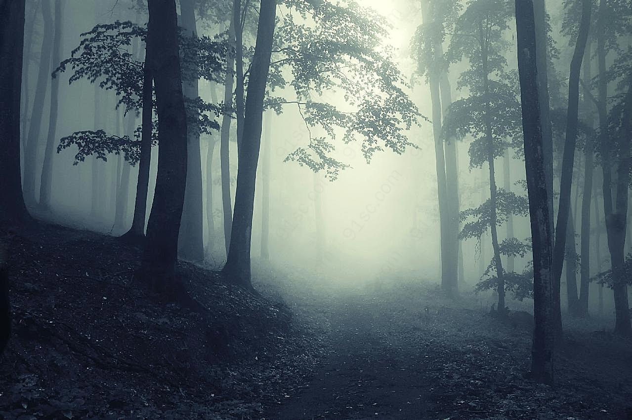 森林雾霾图片高清