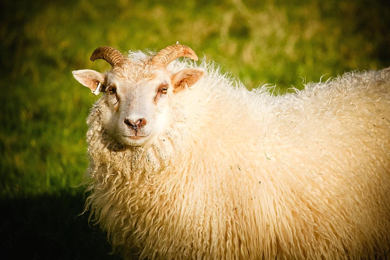 可爱绵羊图片动物图片