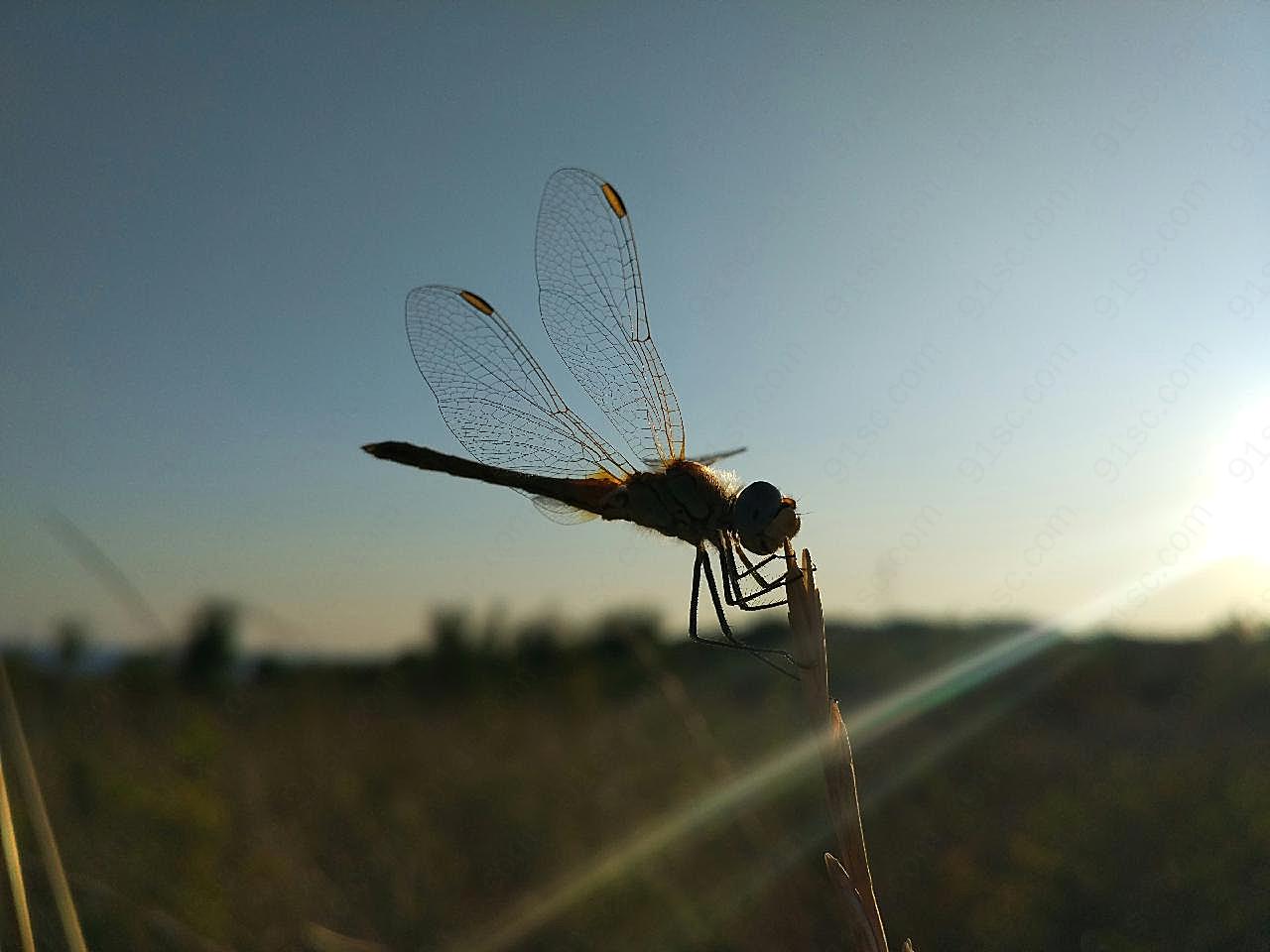 蜻蜓逆光图片摄影