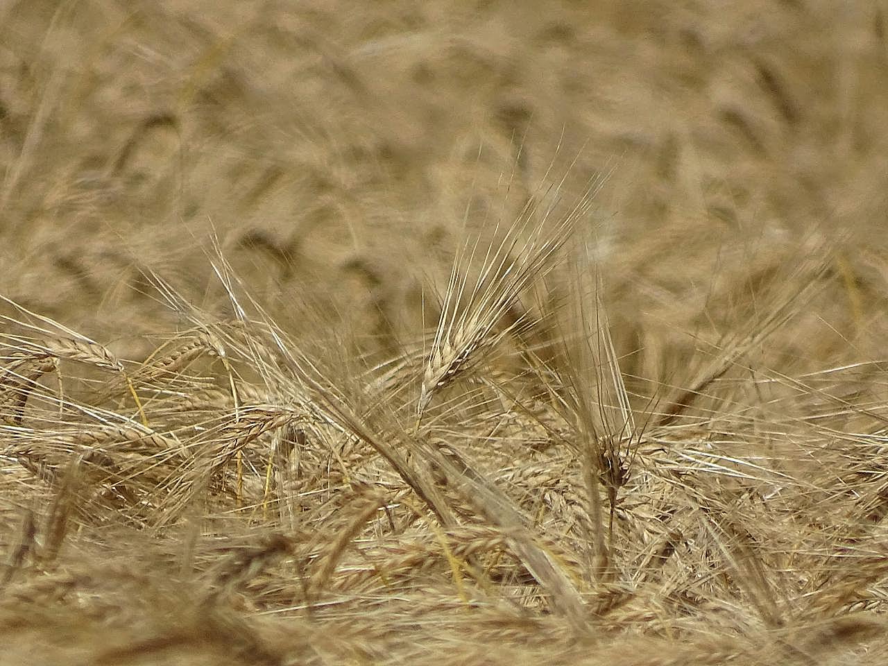 成熟小麦粮食摄影图片美食